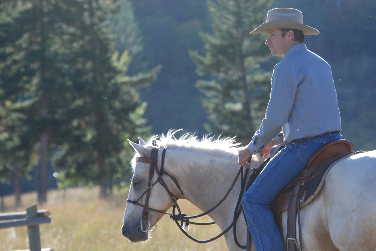 Horsemanship Horse Training, restarting horse training, jonathan field, training young horse, training horses around cows