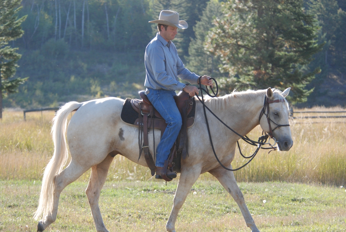 Horsemanship Horse Training, restarting horse training, jonathan field, training young horse, training horses around cows