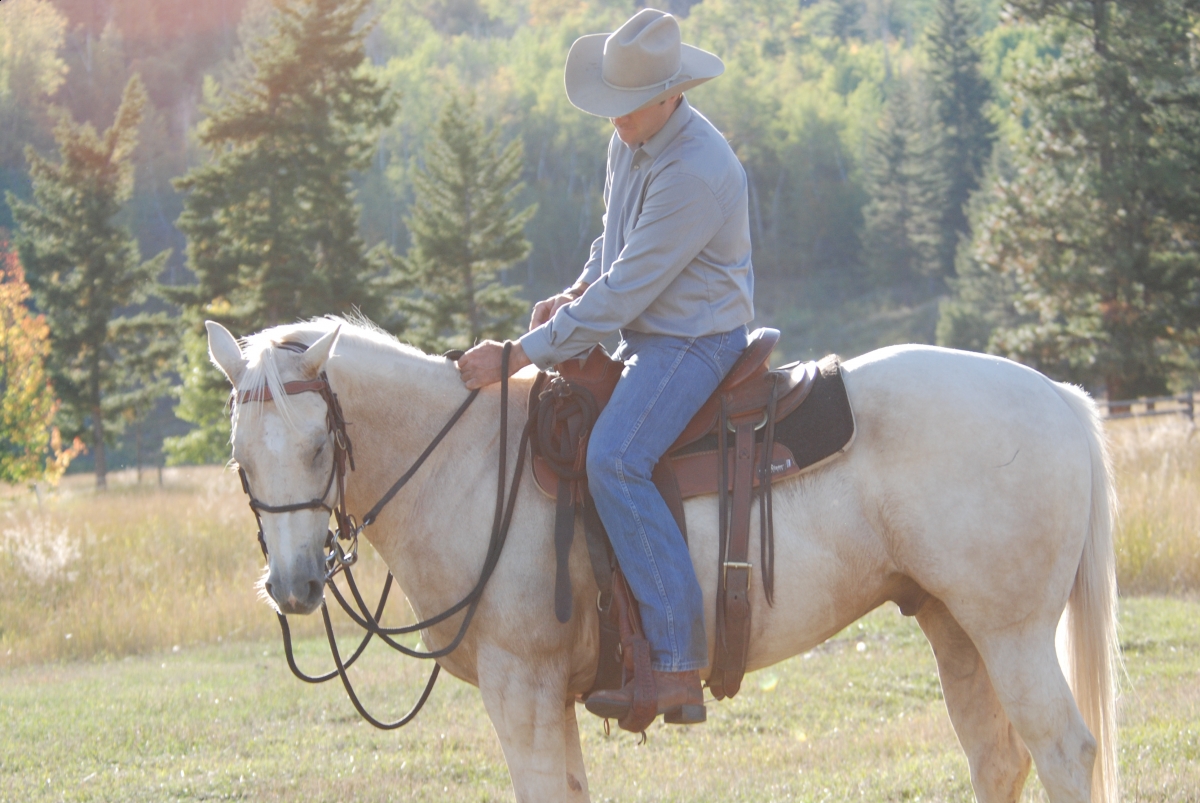 Horsemanship Horse Training, restarting horse training, jonathan field, training young horse, training horses around cows