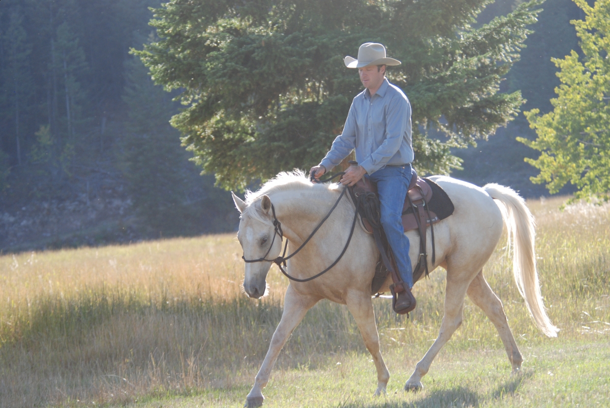 Horsemanship Horse Training, restarting horse training, jonathan field, training young horse, training horses around cows