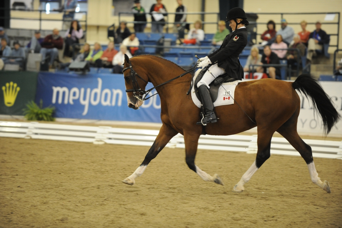 Lauren Barwick, Canadian Para-Equestrian 2014 Alltech FEI World Equestrian Games
