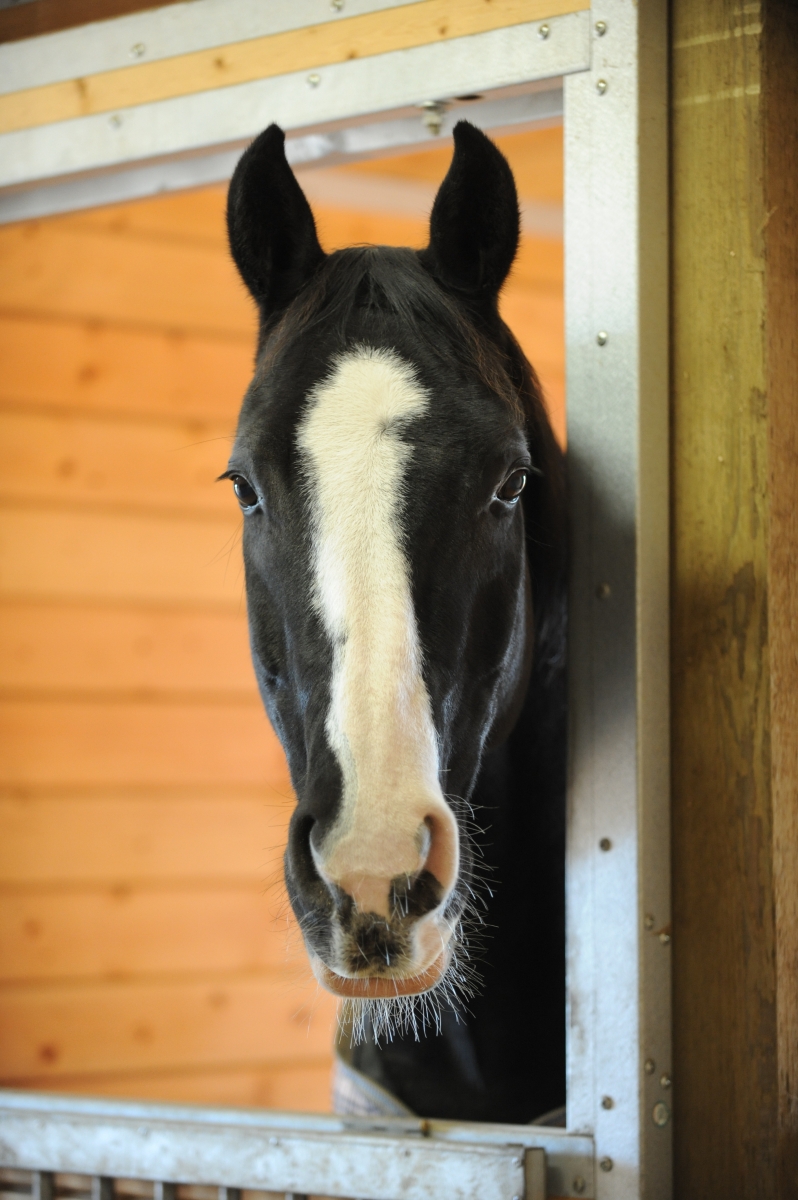 metal edging on stalls to protect against horse chewing