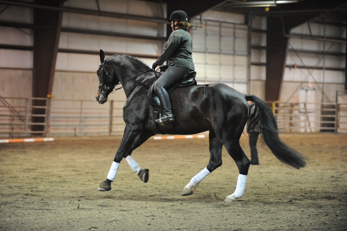 Mentally Fit horse riding, Mental Workouts for equestrians, horse rider mental workouts, equestrian mental fitness