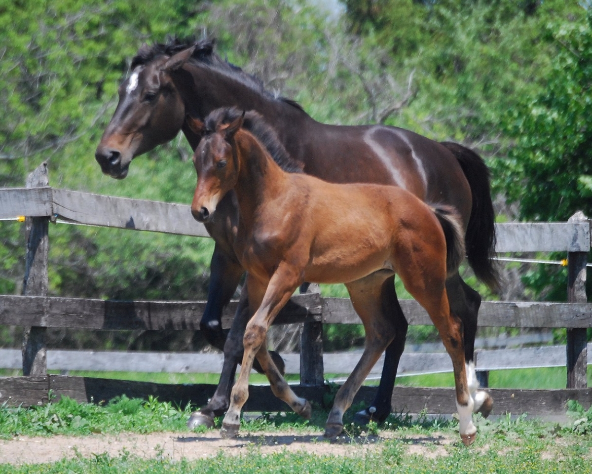 Canadian Warmblood Horse Breed, canadian warmblood equine, canadian warmblood horse, Equus Caballus Mosbachensi, canadian warmblood stallion approval, canadian warmblood stallion inspections