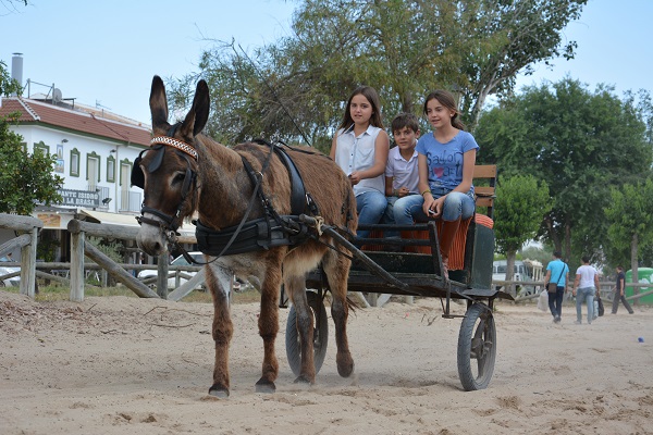 horses in spain, equines in spain, romeirio del rocio horses, mules spain, the donkey sanctuary, el refugio del burrito