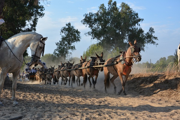 horses in spain, equines in spain, romeirio del rocio horses, mules spain, the donkey sanctuary, el refugio del burrito
