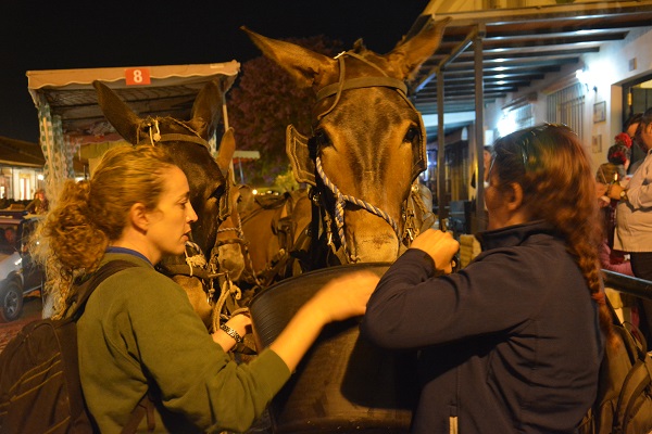 horses in spain, equines in spain, romeirio del rocio horses, mules spain, the donkey sanctuary, el refugio del burrito