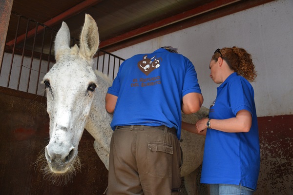 horses in spain, equines in spain, romeirio del rocio horses, mules spain, the donkey sanctuary, el refugio del burrito
