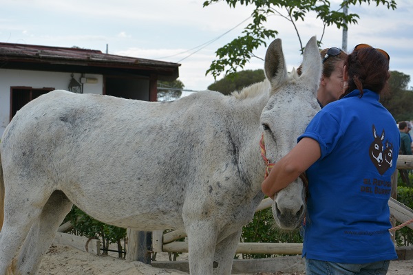 horses in spain, equines in spain, romeirio del rocio horses, mules spain, the donkey sanctuary, el refugio del burrito