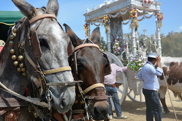 horses in spain, equines in spain, romeirio del rocio horses, mules spain, the donkey sanctuary, el refugio del burrito