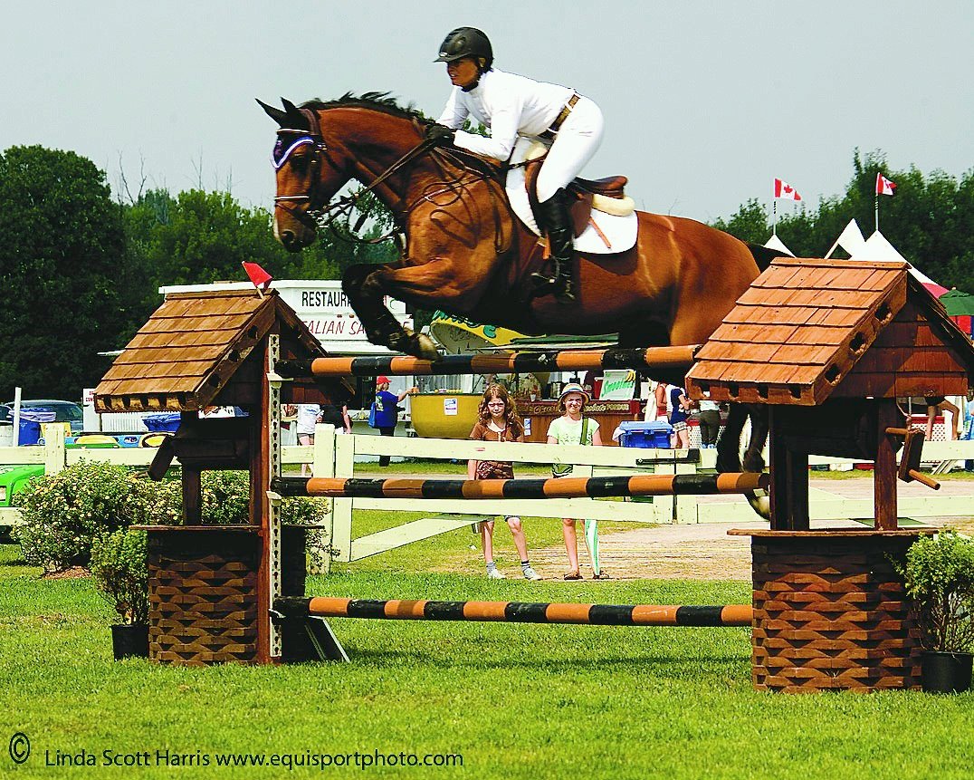 Canadian Warmblood Horse Breed, canadian warmblood equine, canadian warmblood horse, Equus Caballus Mosbachensi, canadian warmblood stallion approval, canadian warmblood stallion inspections