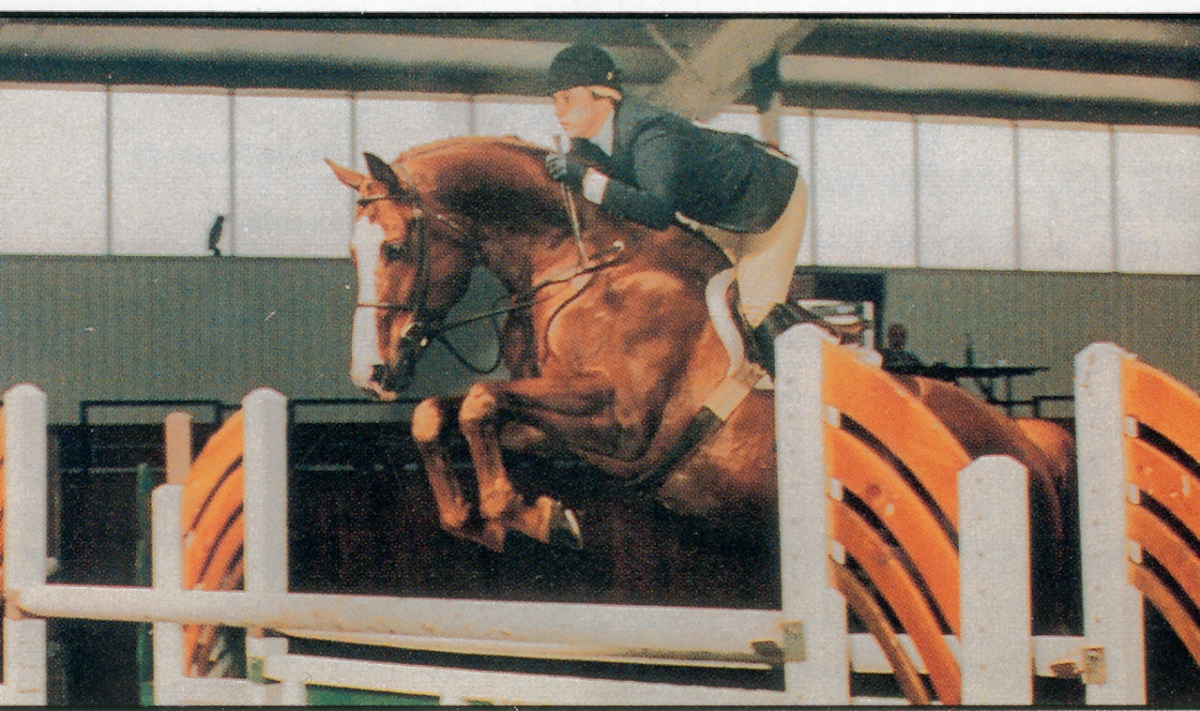 Canadian Warmblood Horse Breed, canadian warmblood equine, canadian warmblood horse, Equus Caballus Mosbachensi, wild Rose Equine Services, distinct horse breed