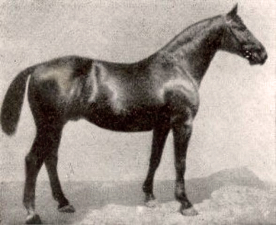 Canadian Warmblood Horse Breed, canadian warmblood equine, canadian warmblood horse, Equus Caballus Mosbachensi, wild Rose Equine Services, distinct horse breed