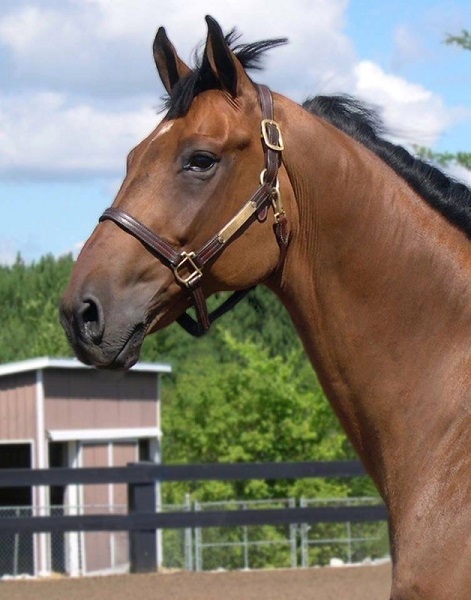 ian millar In Style, Equine Canada, lothlorien farm, ariel grange, sue grange, team canada equestrian