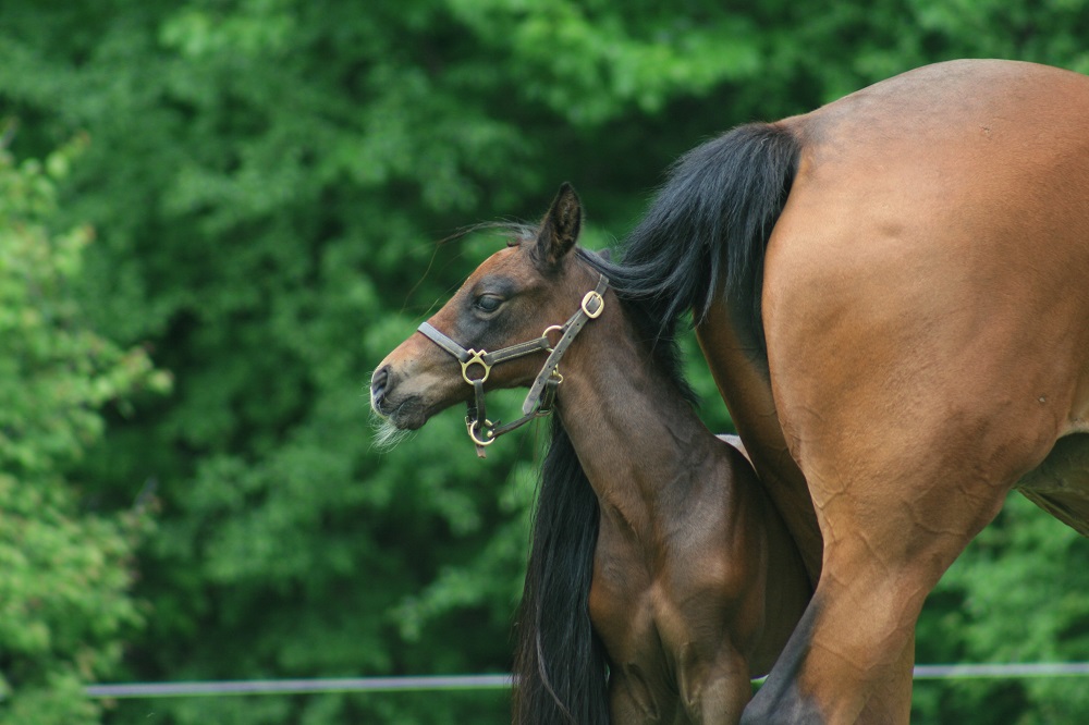 Beautiful Babies Horse Photo Contest