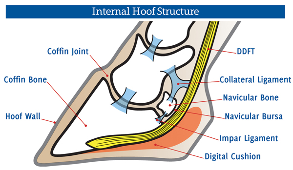 equine navicular, horse navicular, navicular syndrome horse, horse hooves, navicular disease horses, horse lameness equine navicular, horse navicular, navicular syndrome horse, horse hooves, navicular disease horses, horse lameness