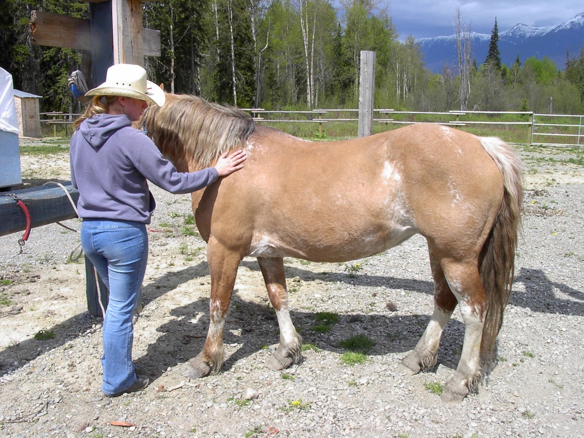 Disciplining the Trail Horse, horse Herd Mechanics, controlling Trail Horse