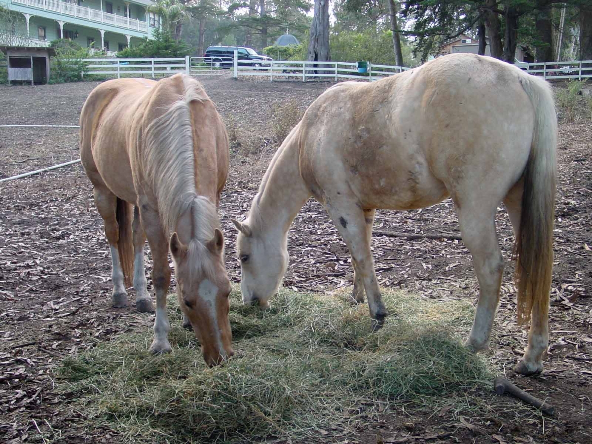 Horse-Industry-calculating-advertising-value