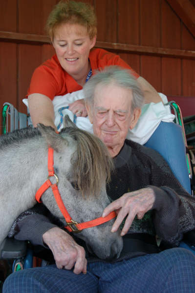 Miniature Horse Breed Smallest Equine