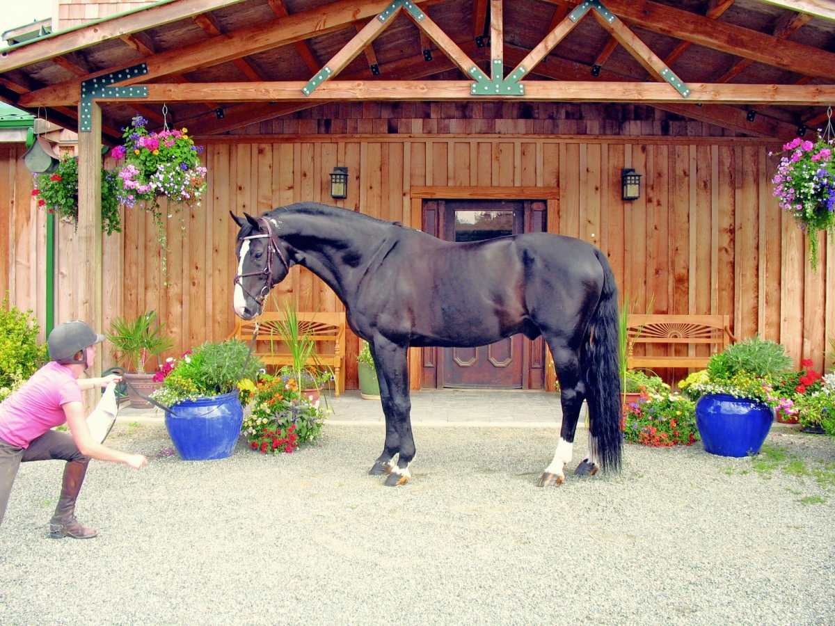 Canadian Warmblood Horse Breed, canadian warmblood equine, canadian warmblood horse, Equus Caballus Mosbachensi, wild Rose Equine Services, distinct horse breed