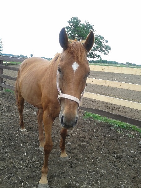 rescue horse, equine welfare, whispering hearts horse rescue, ospca, ontario standardbred adoption, osas, equine guelph, equine science