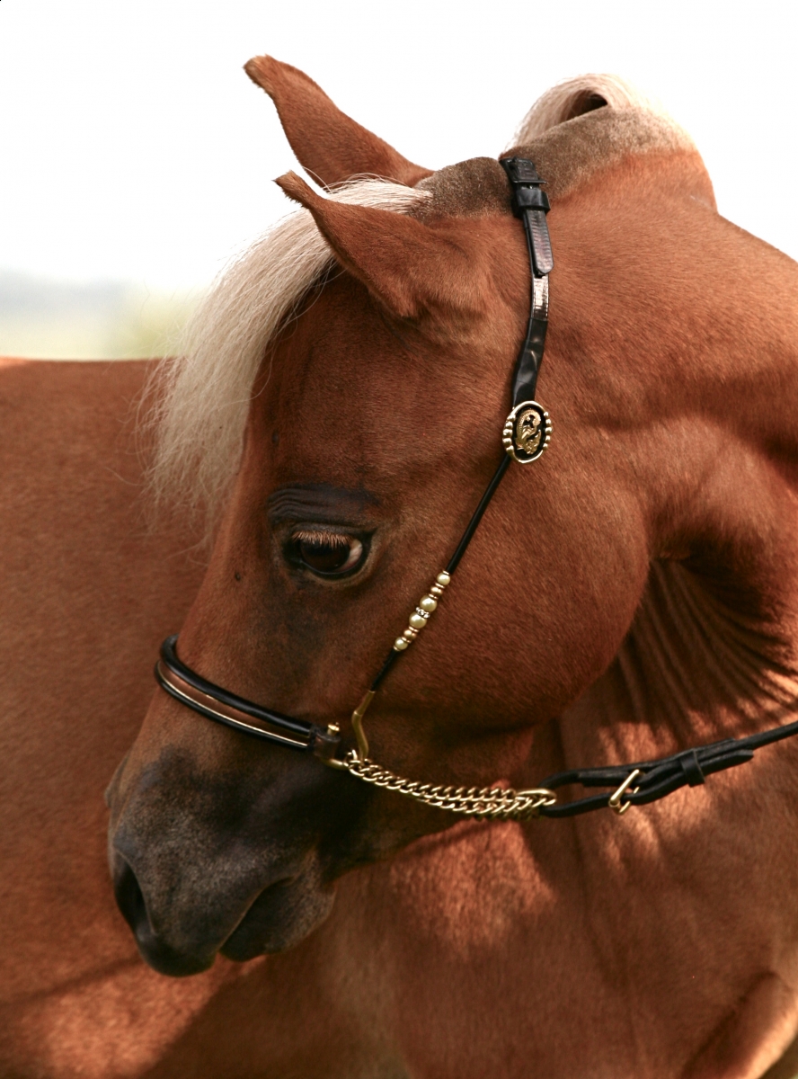 Miniature Horse Breed Smallest Equine