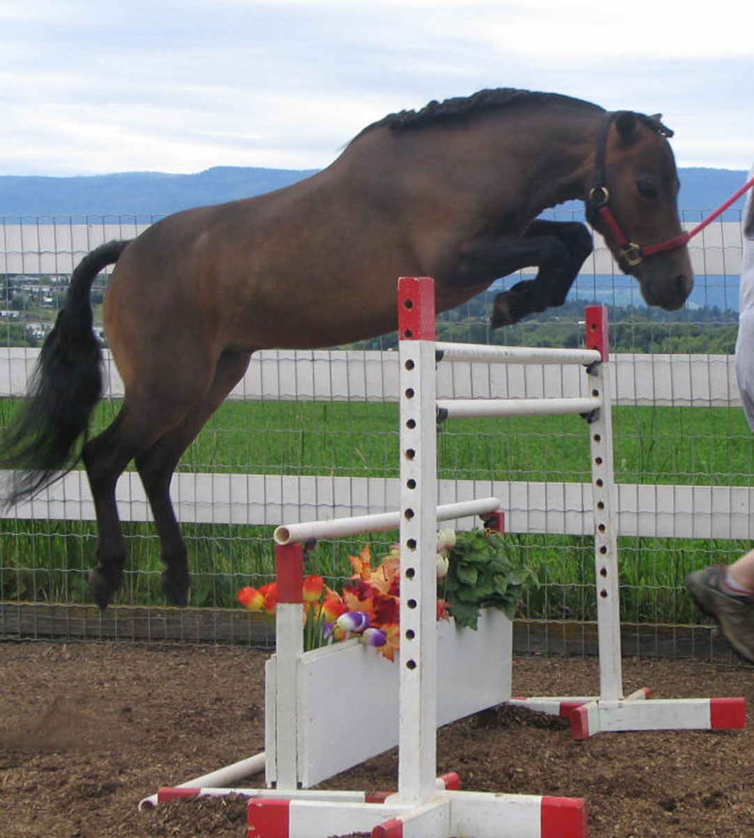 Miniature Horse Breed Smallest Equine