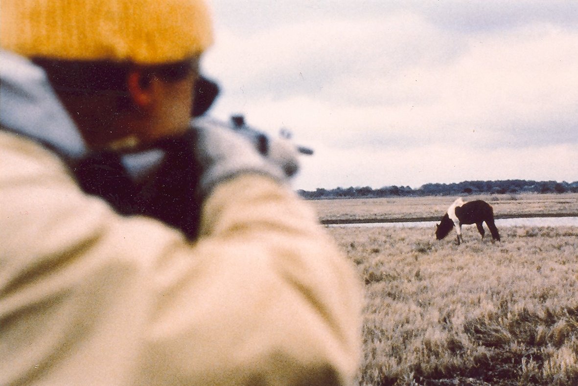Administered by a Dart Gun Wild Horse Management PZP Immunizations Equine Health