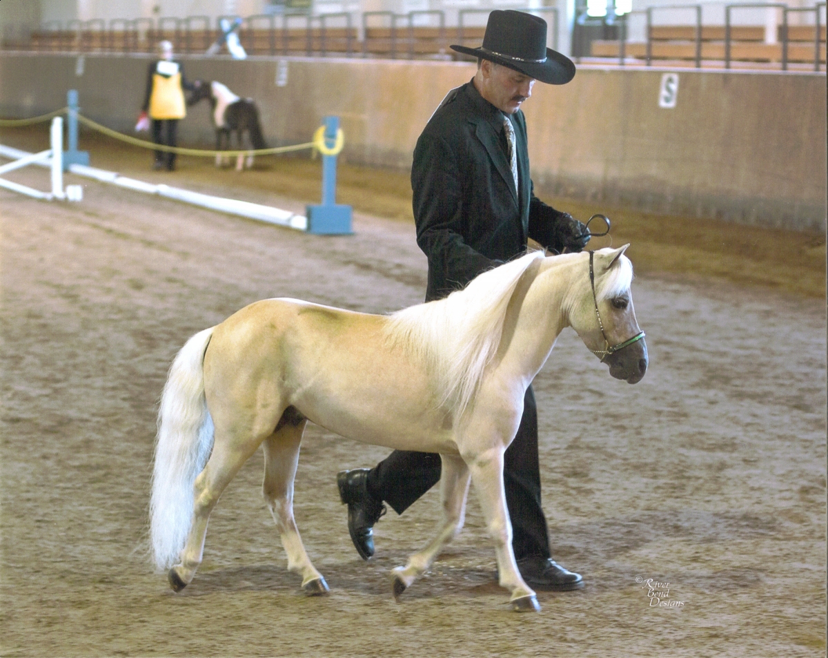 Miniature Horse Breed Smallest Equine