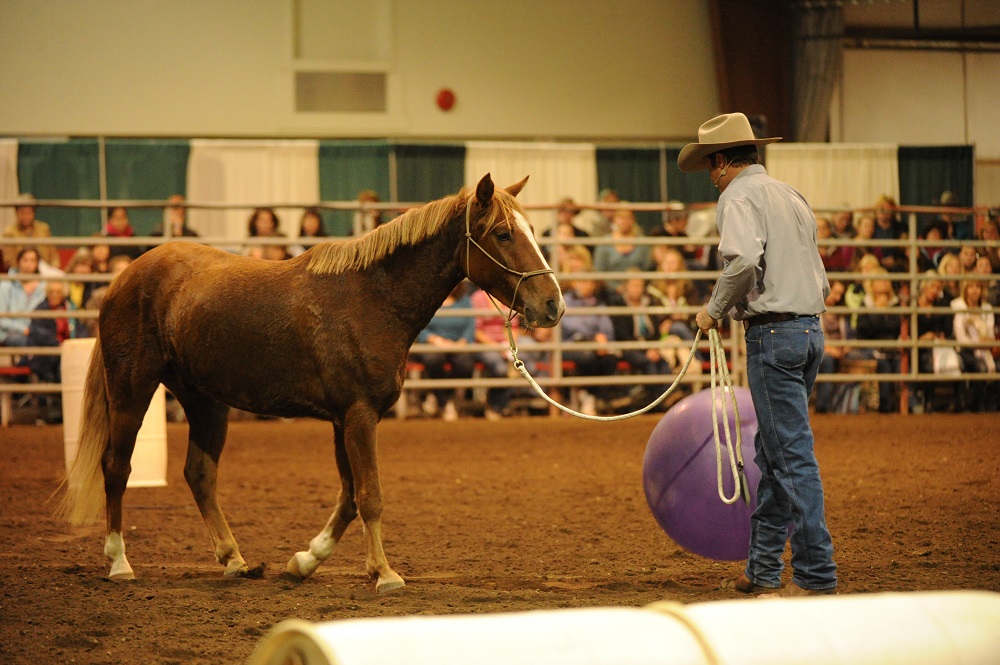 rescue horse Noel was rescued by BC SPCA, noel christmas pony jonathan field, rescue horses