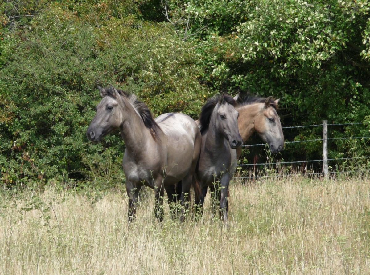 Helping to Create New Habitats Konik Horse Tarpan Wild Horse Strathbeg Reserve UK United Kingdom Scotland