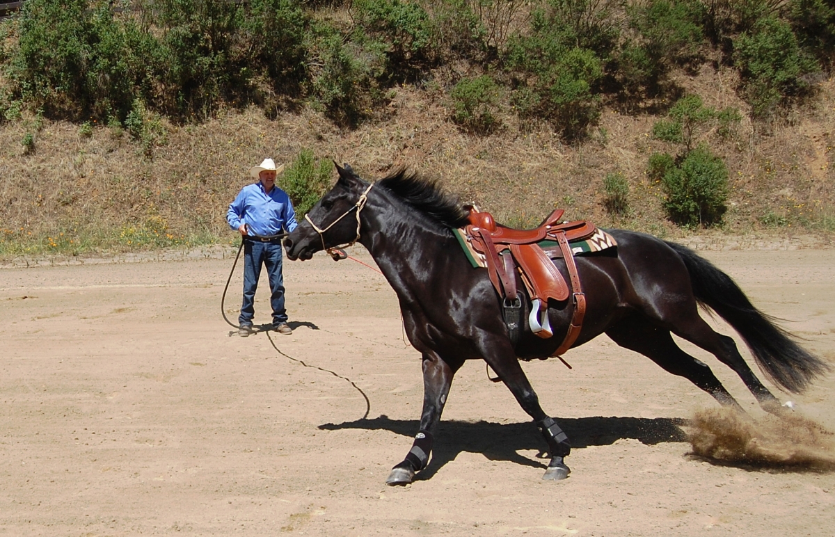 lunging, horse groundwork, lungeing, longing, lunge, round pen, Charles Wilhelm
