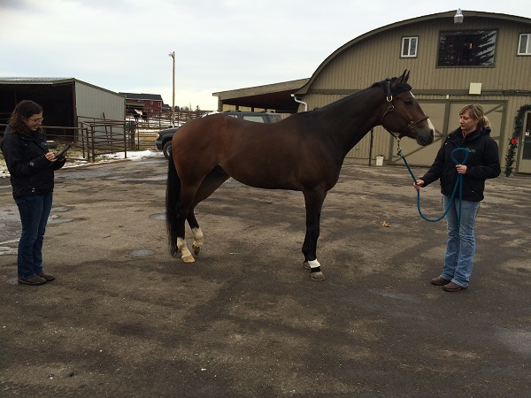 Equine Lameness Evaluation, Dr. Crystal Lee, equine disorder, horse lameness, examining horse, horse flexion test