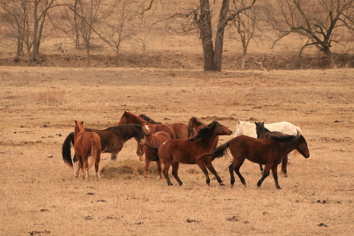 Disciplining the Trail Horse, horse Herd Mechanics, controlling Trail Horse