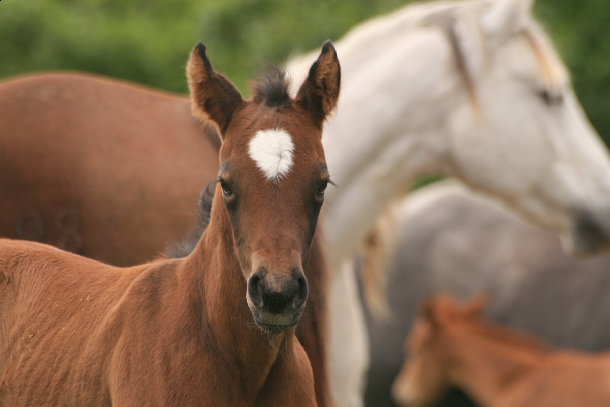 Disciplining the Trail Horse, horse Herd Mechanics, controlling Trail Horse