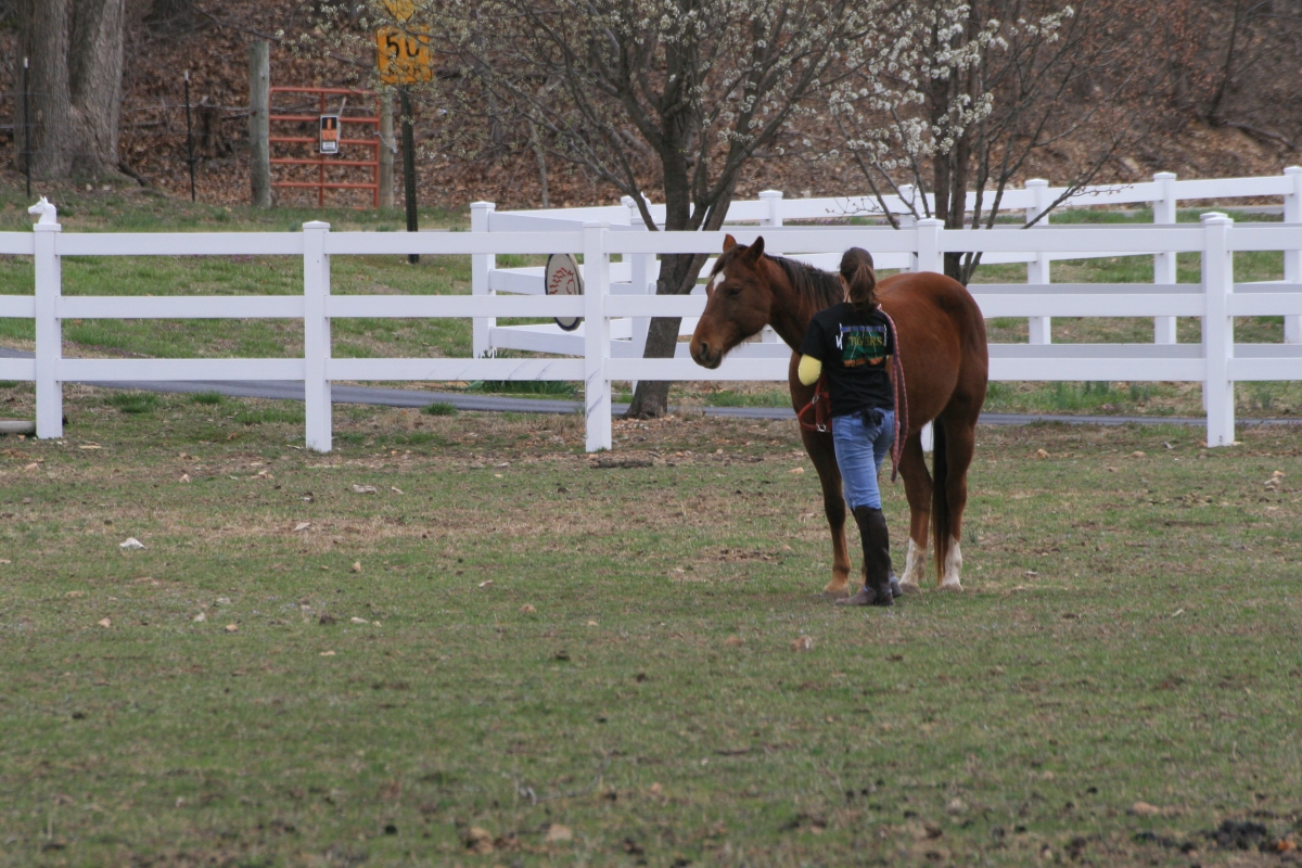 catching a horse