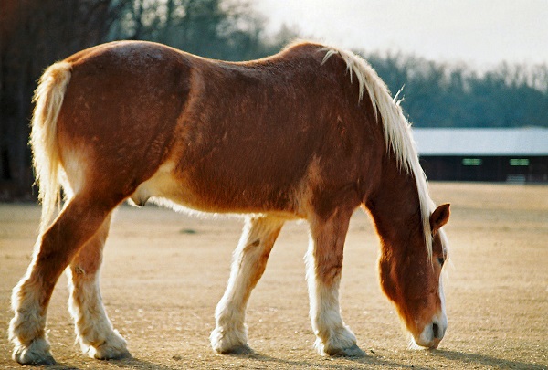 Edible Horse, horsemeat, horse welfare, horse slaughter, world horse welfare, princess ann horse speech, rspca, bcspca horse, HWAC/Animal ID Solutions, CFIA Equine Identification