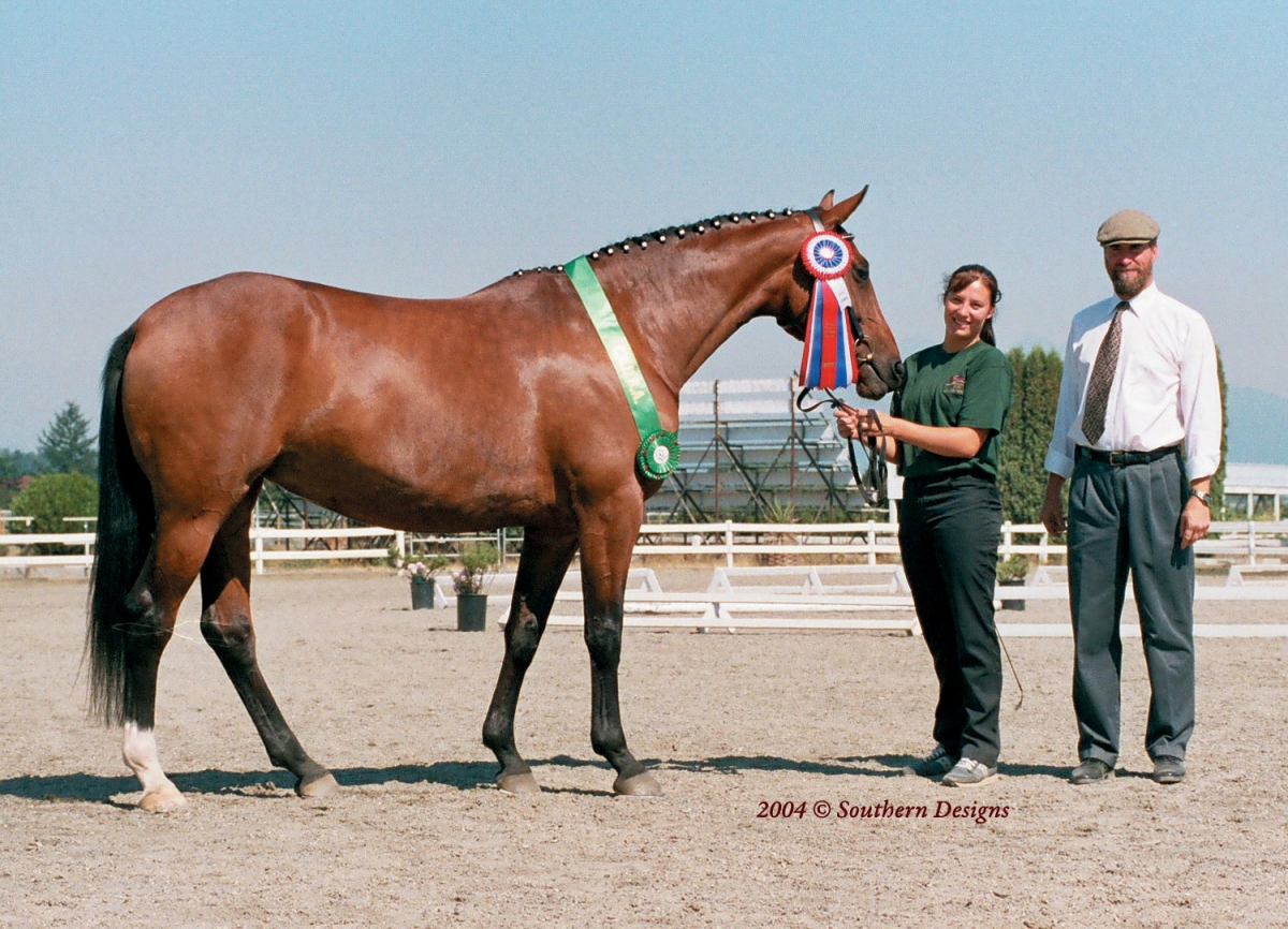 Canadian Warmblood Horse Breed, canadian warmblood equine, canadian warmblood horse, Equus Caballus Mosbachensi, canadian warmblood stallion approval, canadian warmblood stallion inspections