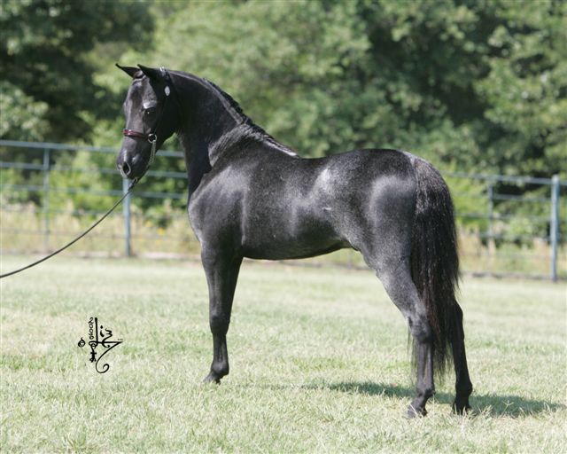 Miniature Horse Breed Smallest Equine