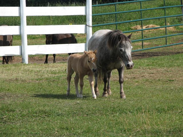 Miniature Horse Breed Smallest Equine