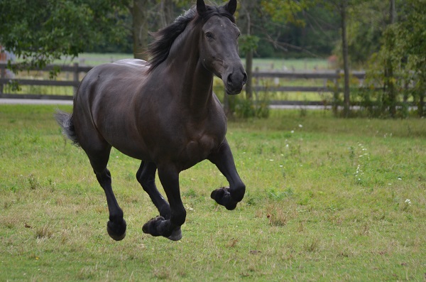 rescue horse, equine welfare, whispering hearts horse rescue, ospca, ontario standardbred adoption, osas, equine guelph, equine science