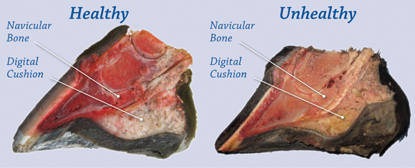 equine navicular, horse navicular, navicular syndrome horse, horse hooves, navicular disease horses, horse lameness equine navicular, horse navicular, navicular syndrome horse, horse hooves, navicular disease horses, horse lameness