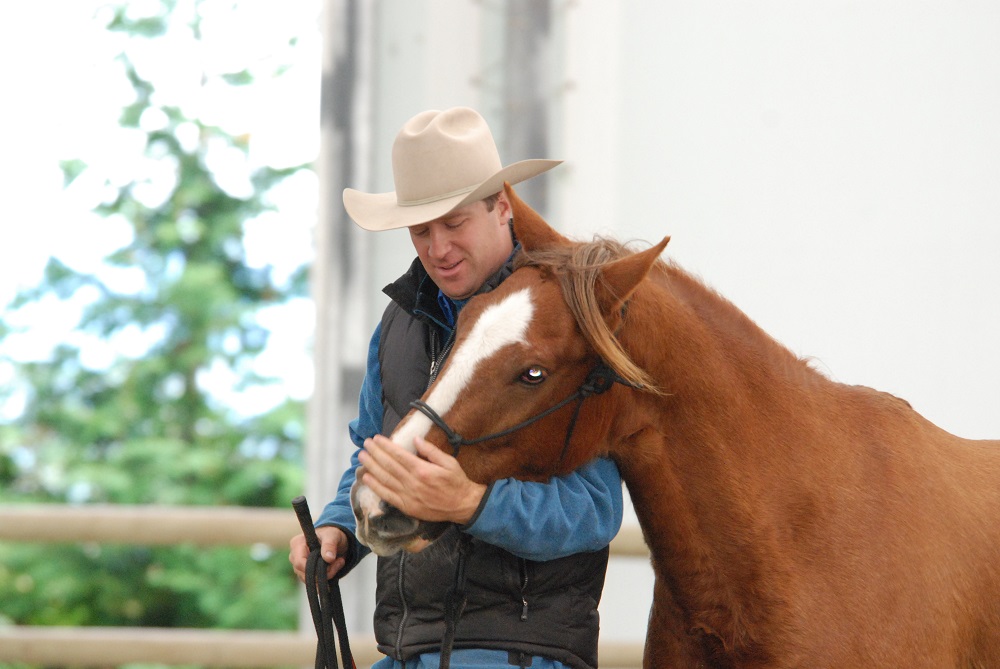 rescue horse Noel was rescued by BC SPCA, noel christmas pony jonathan field, rescue horses