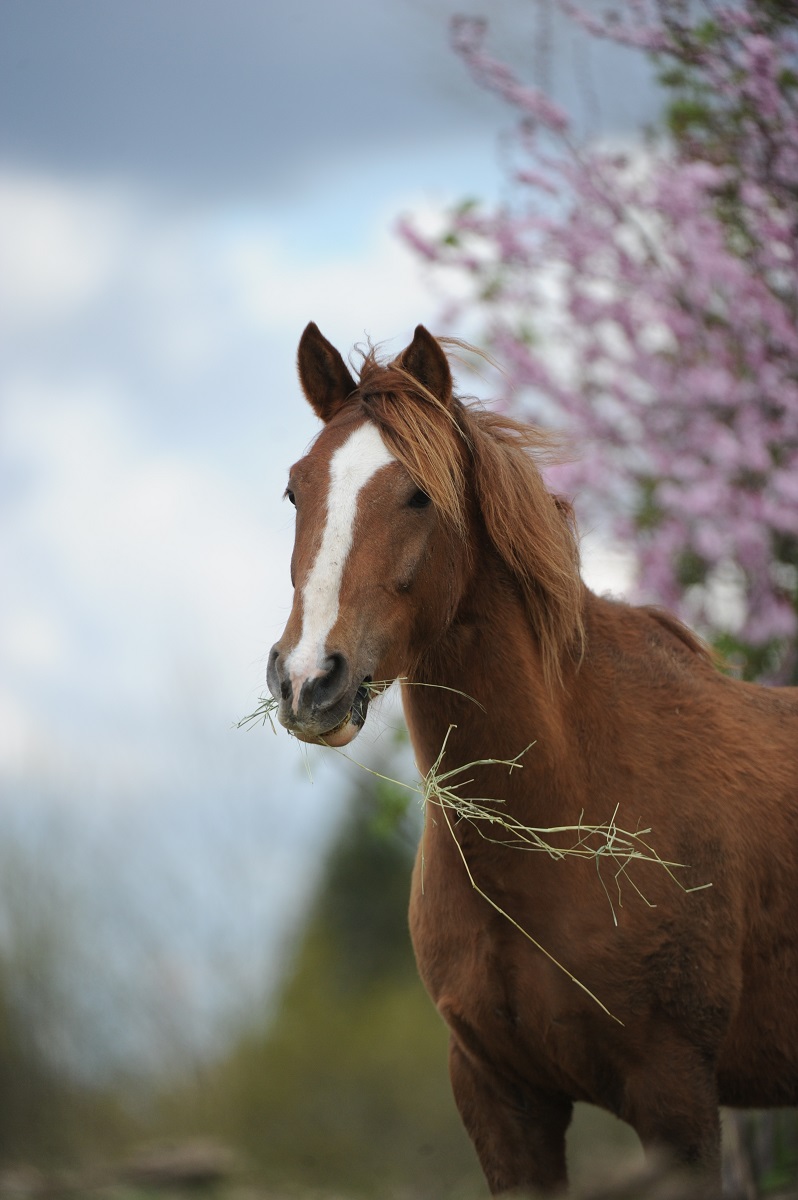 rescue horse Noel was rescued by BC SPCA, noel christmas pony jonathan field, rescue horses