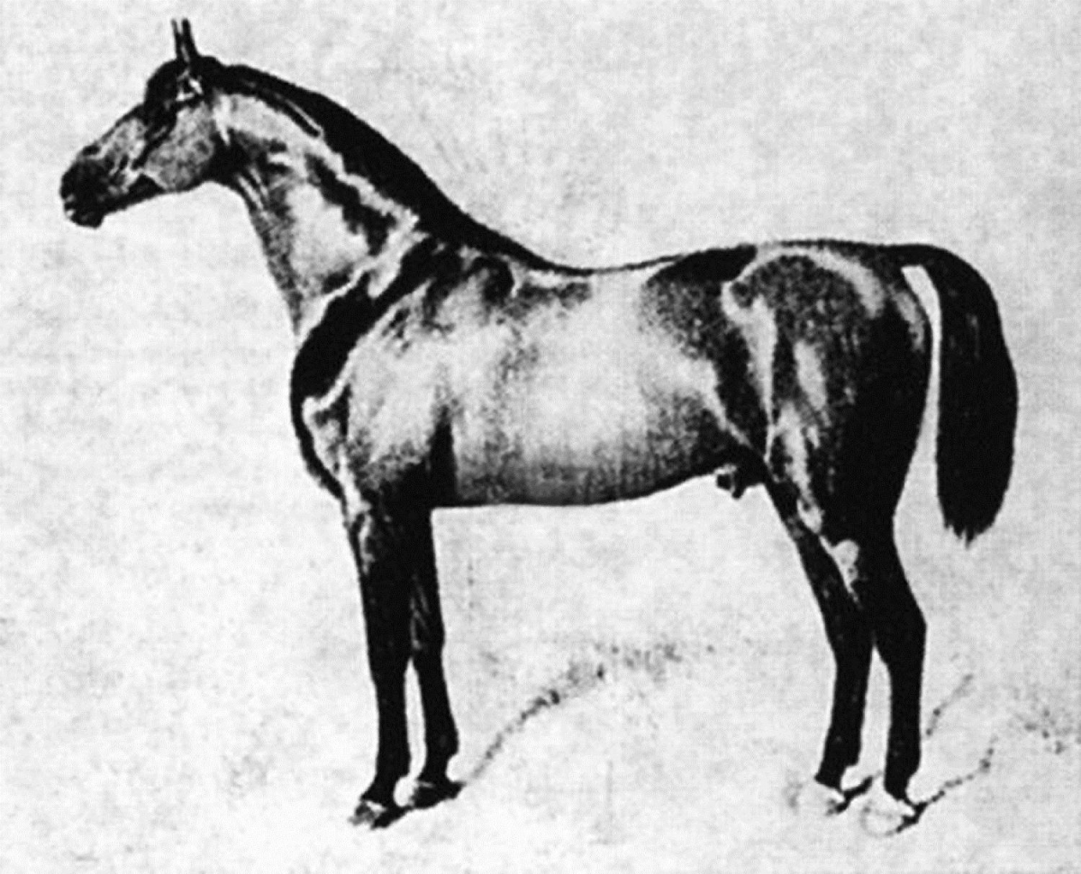 Canadian Warmblood Horse Breed, canadian warmblood equine, canadian warmblood horse, Equus Caballus Mosbachensi, wild Rose Equine Services, distinct horse breed