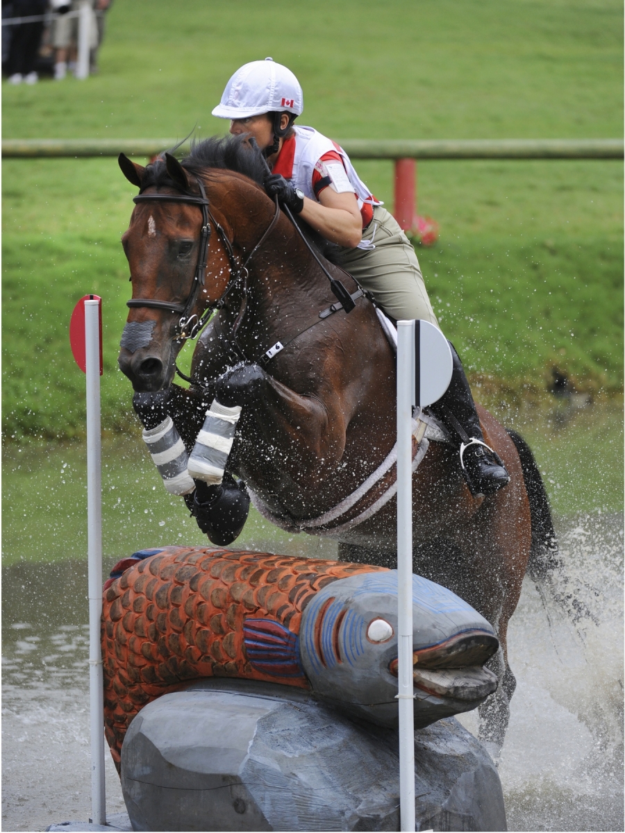 Canadian Warmblood Horse Breed, canadian warmblood equine, canadian warmblood horse, Equus Caballus Mosbachensi, canadian warmblood stallion approval, canadian warmblood stallion inspections