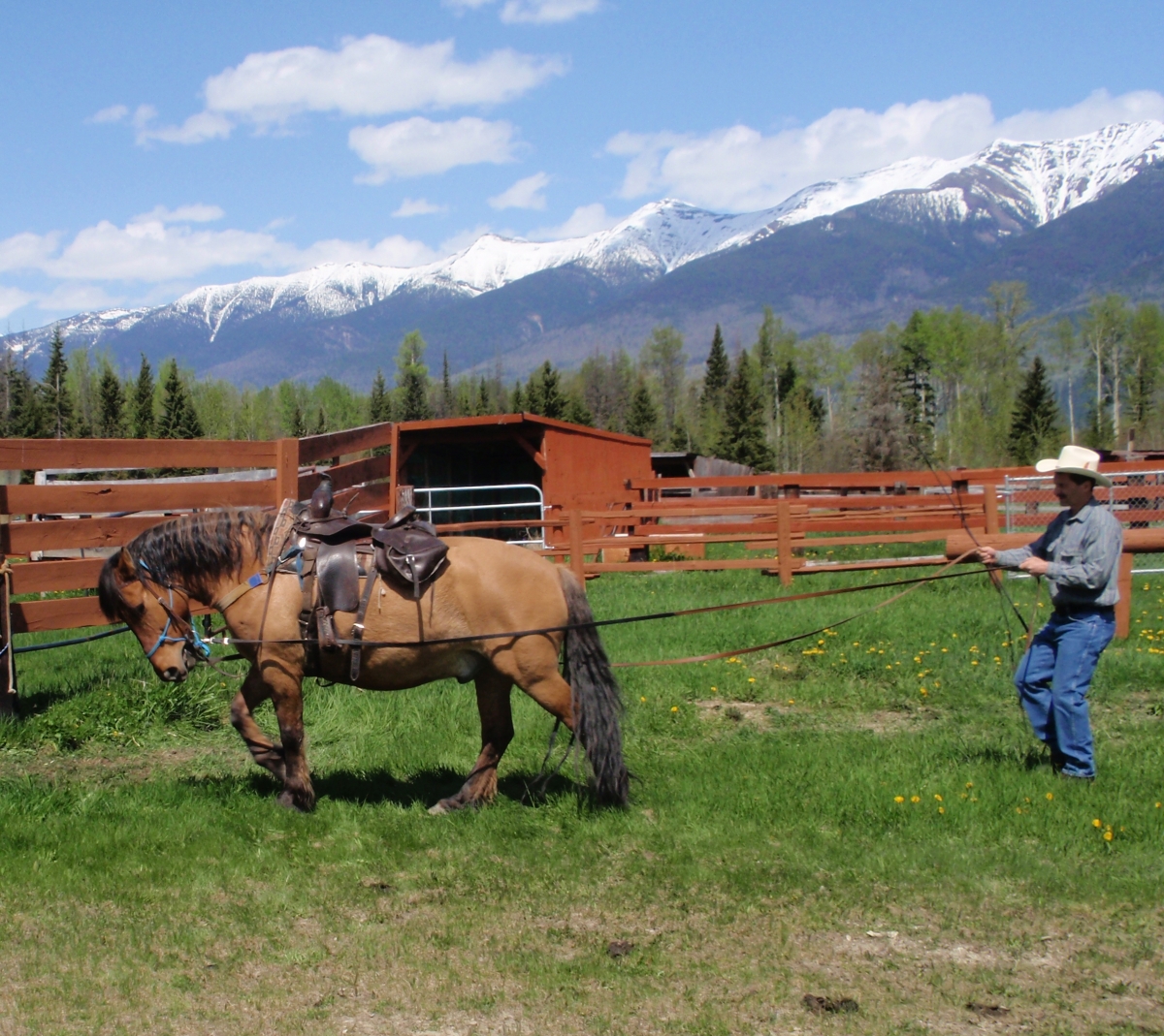 Driving Trail Horse, horse drive training, horse ground driving, horse ground driving