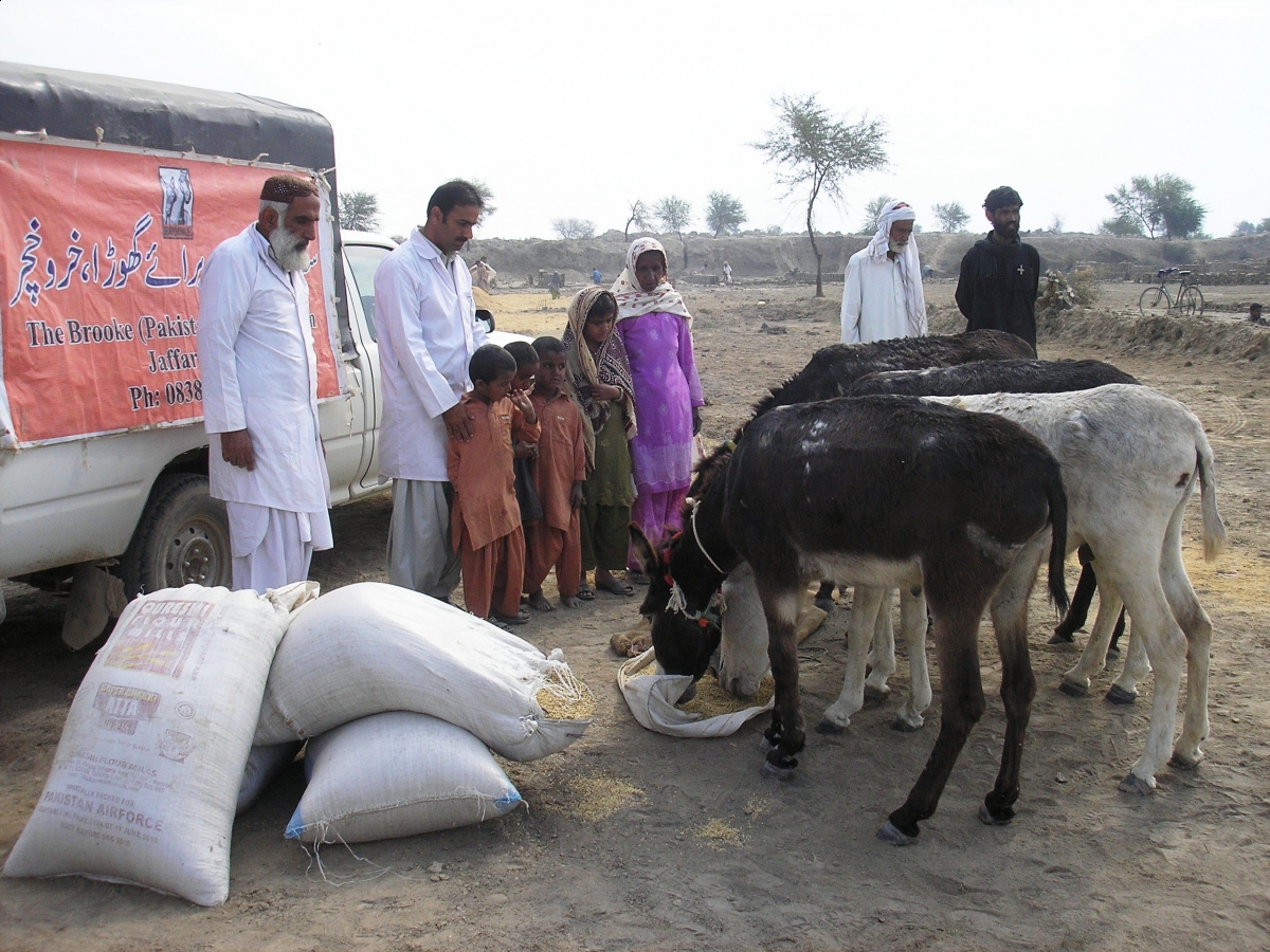 brooke hospital for animals, brooke animal hospital, helping donkeys in third world countries