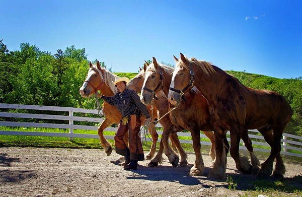 Pierre Cloutier, horse ride across canada, Traversée du Canada chevalz