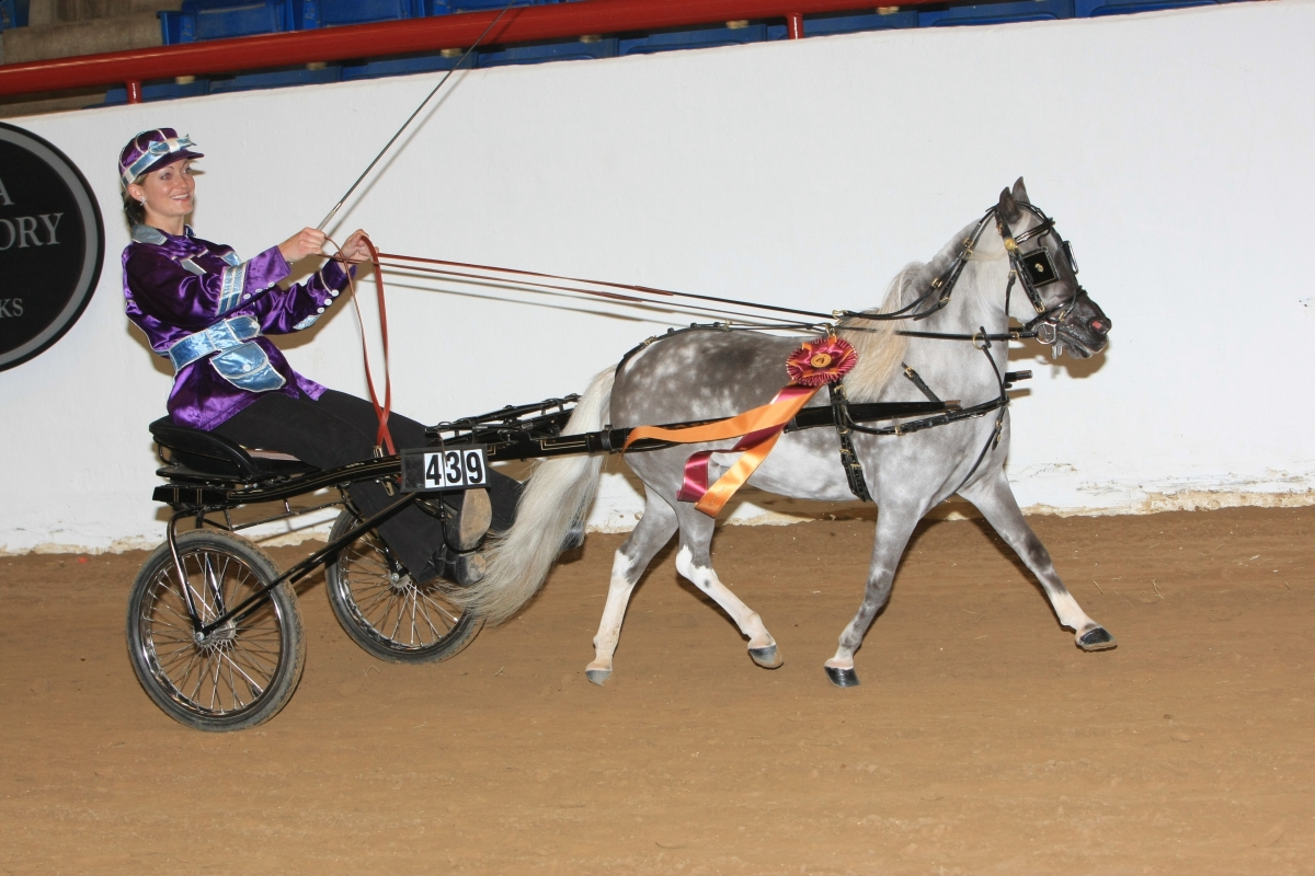 Miniature Horse Breed Smallest Equine